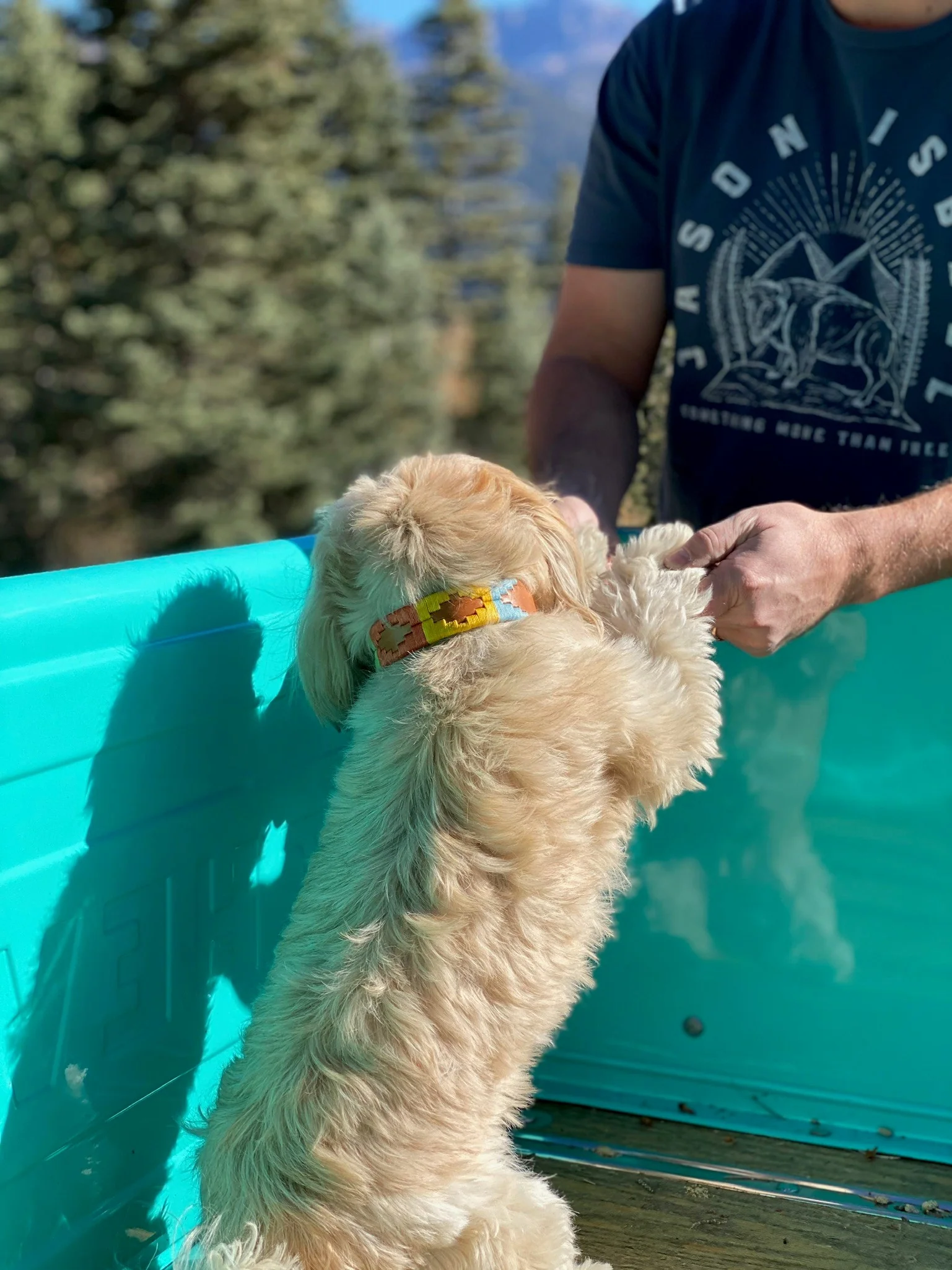ACL Dog Collar - Image 5
