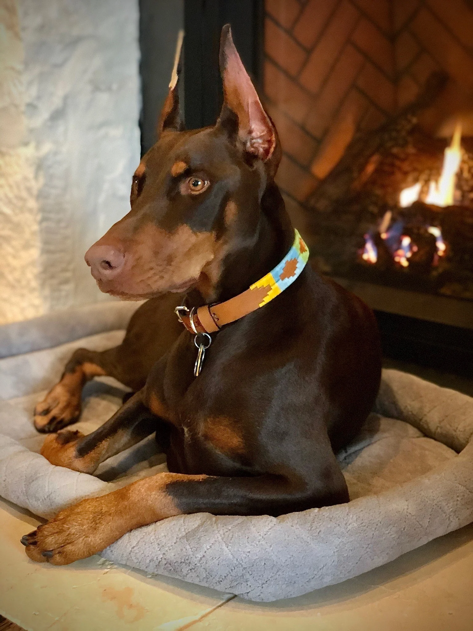 ACL Dog Collar - Image 6