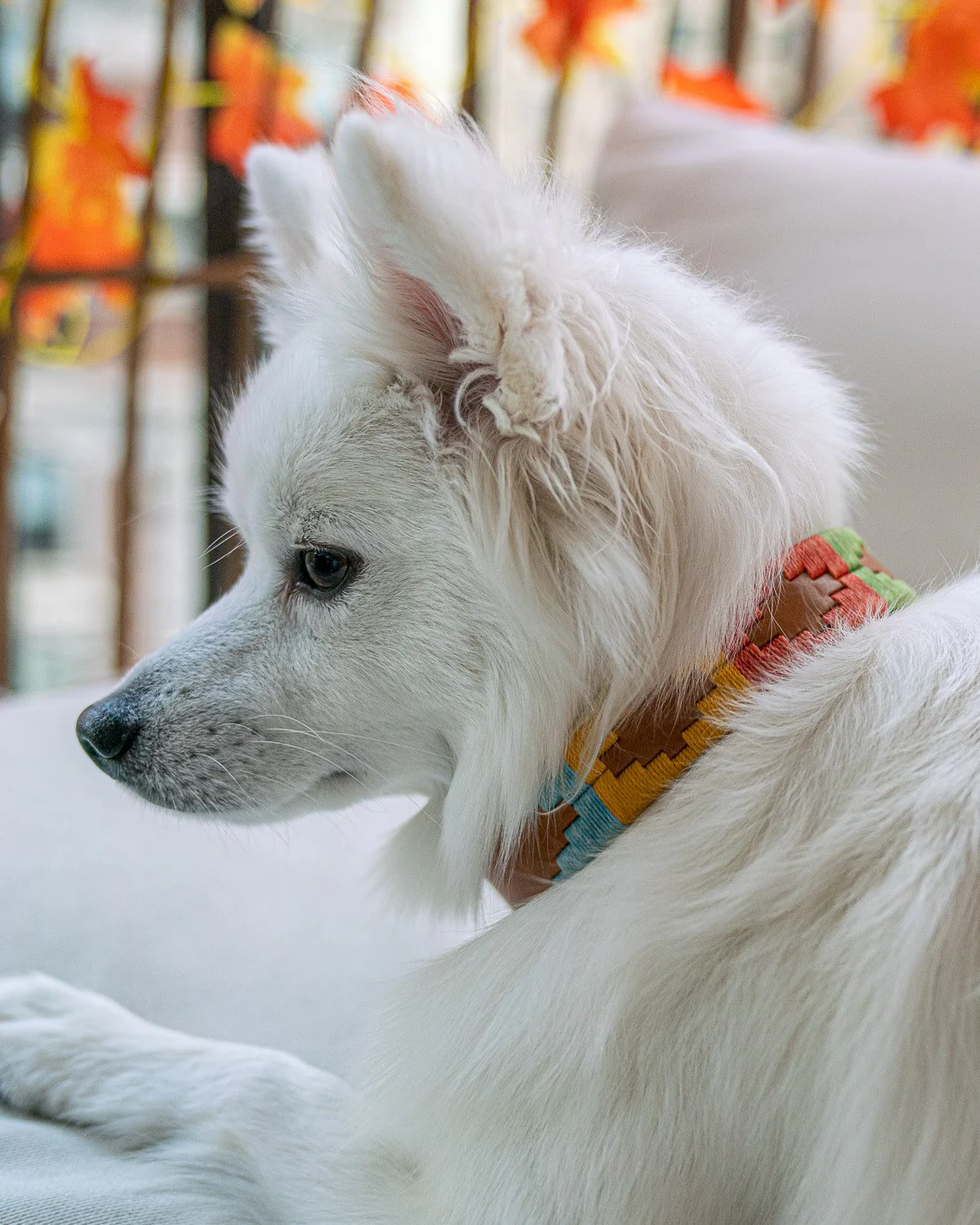 ACL Dog Collar - Image 7