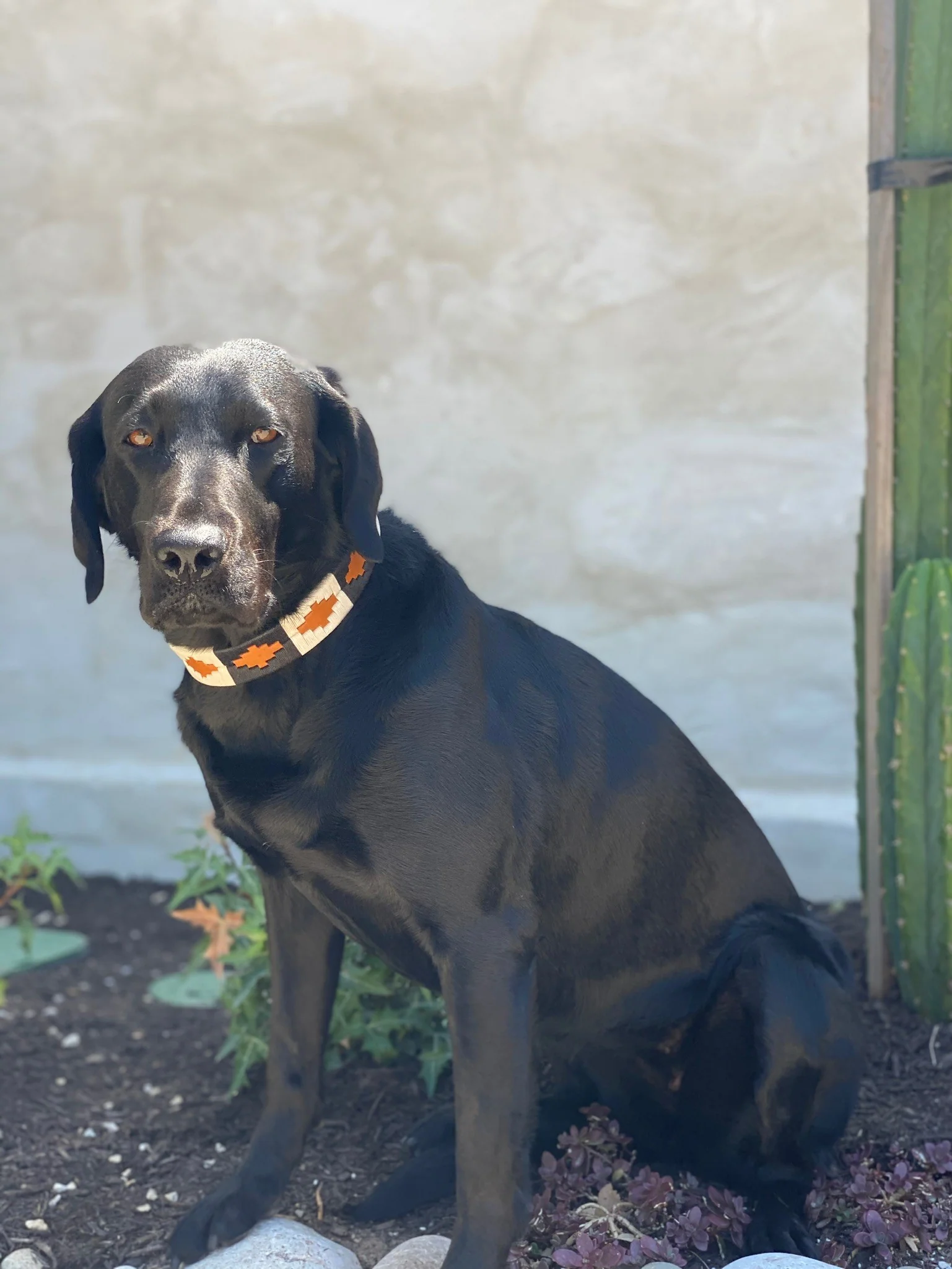 Antone's Dog Collar - Image 5