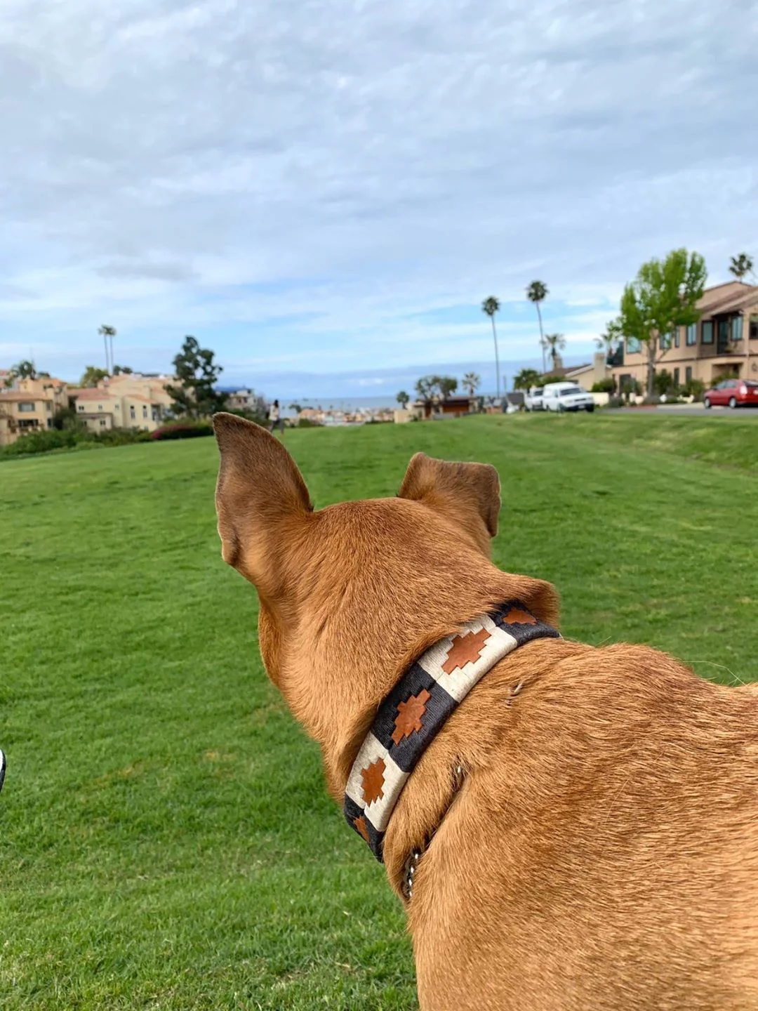 Antone's Dog Collar - Image 6