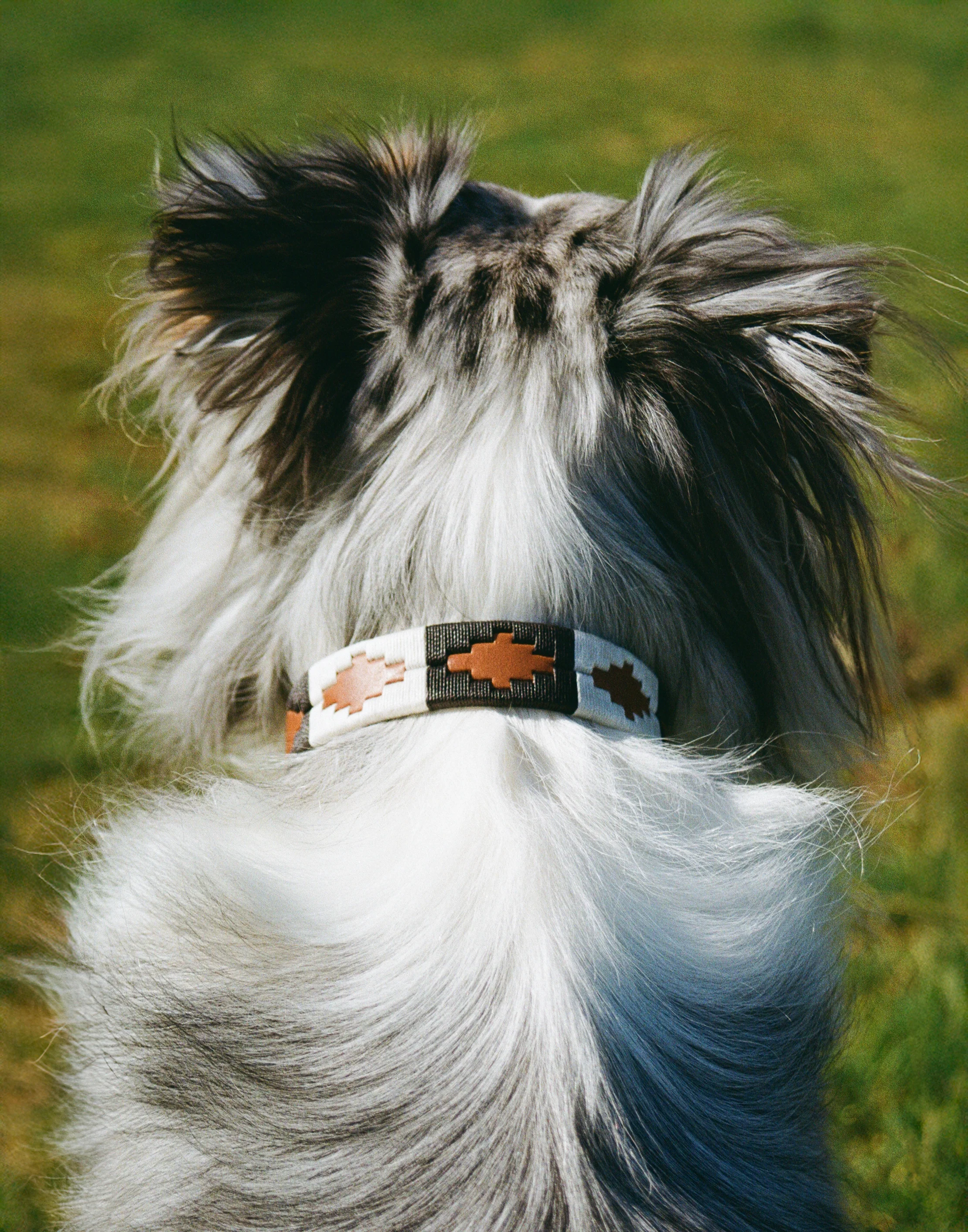 Antone's Dog Collar - Image 8