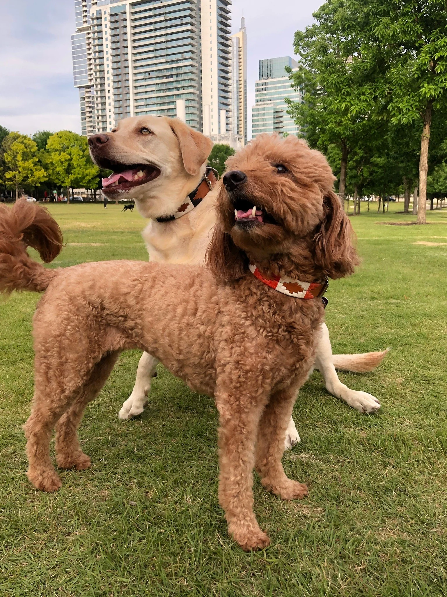 ATX Dog Collar - Image 3
