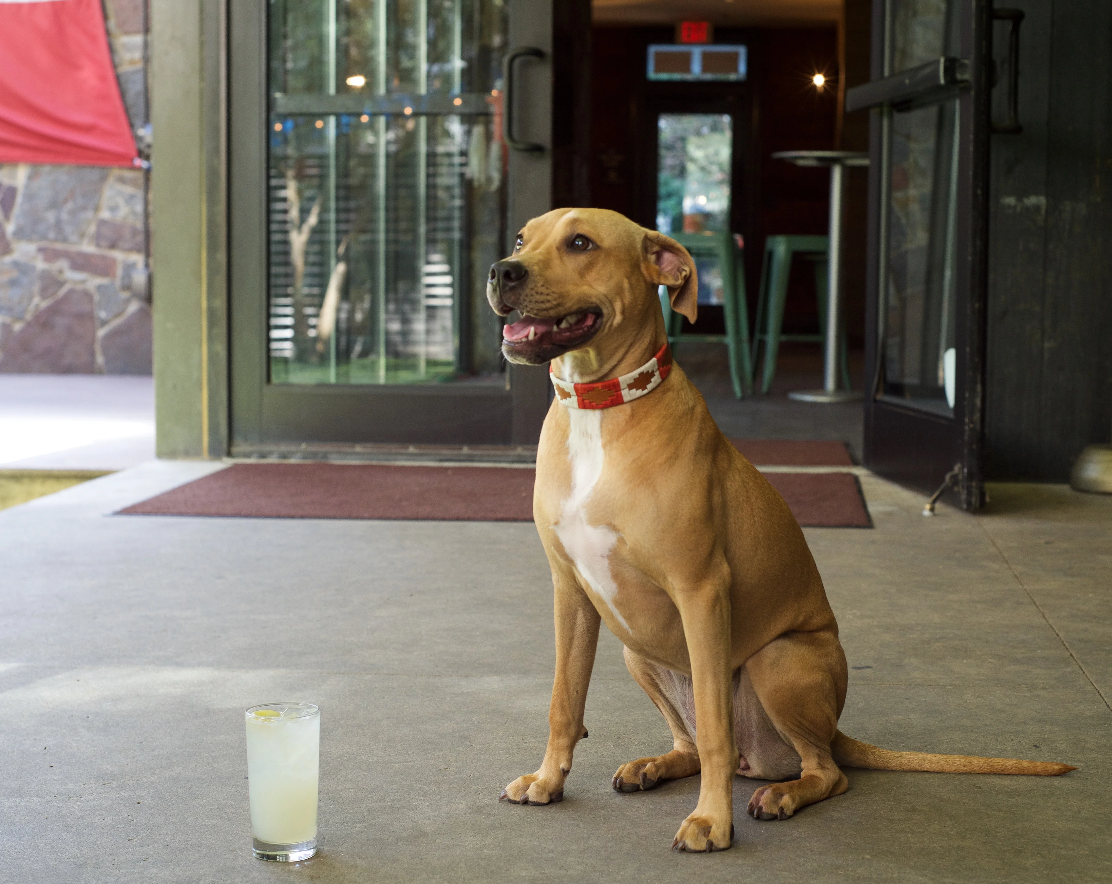 ATX Dog Collar - Image 6