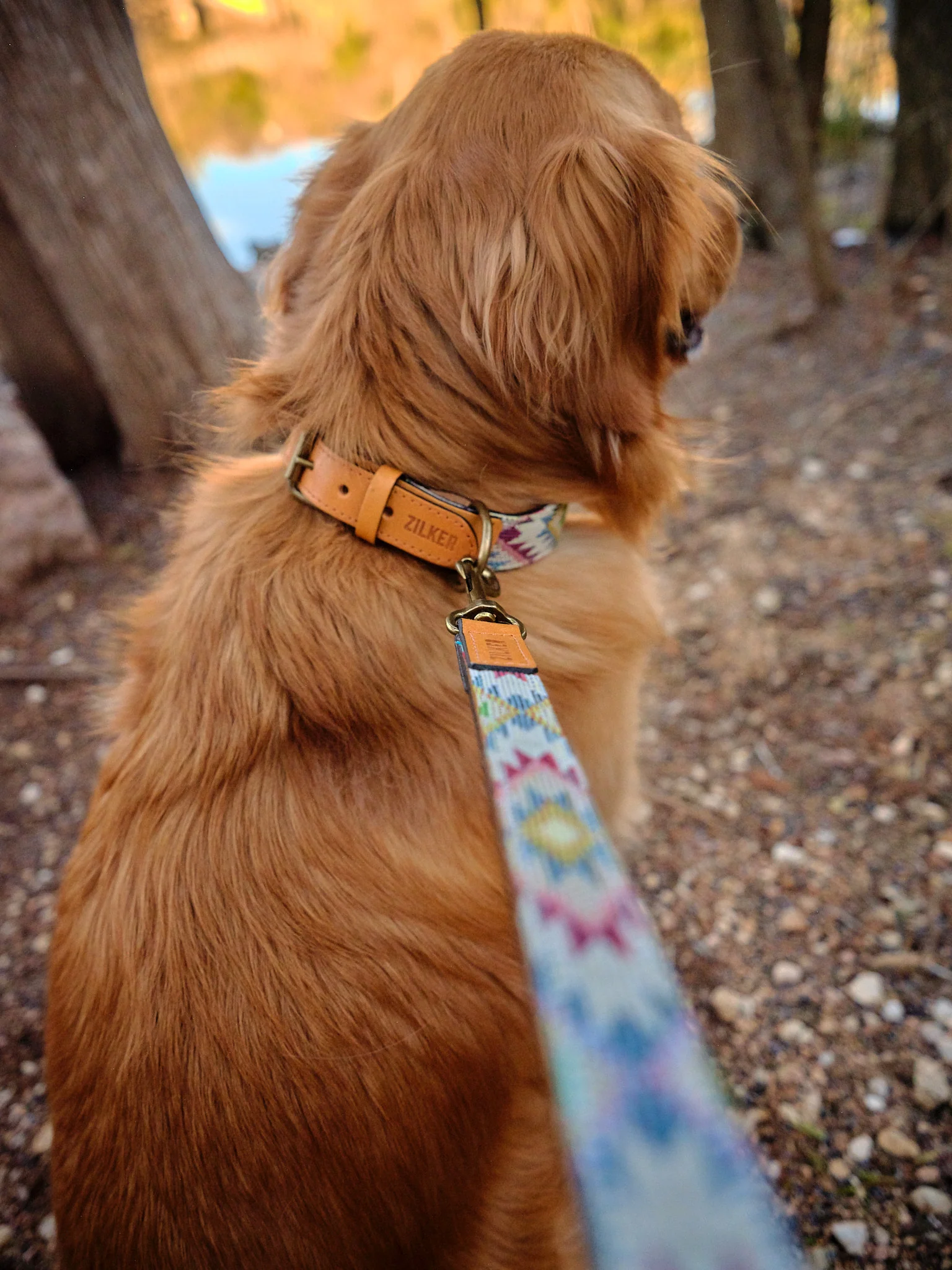 Drewski Dog Collar - Image 4