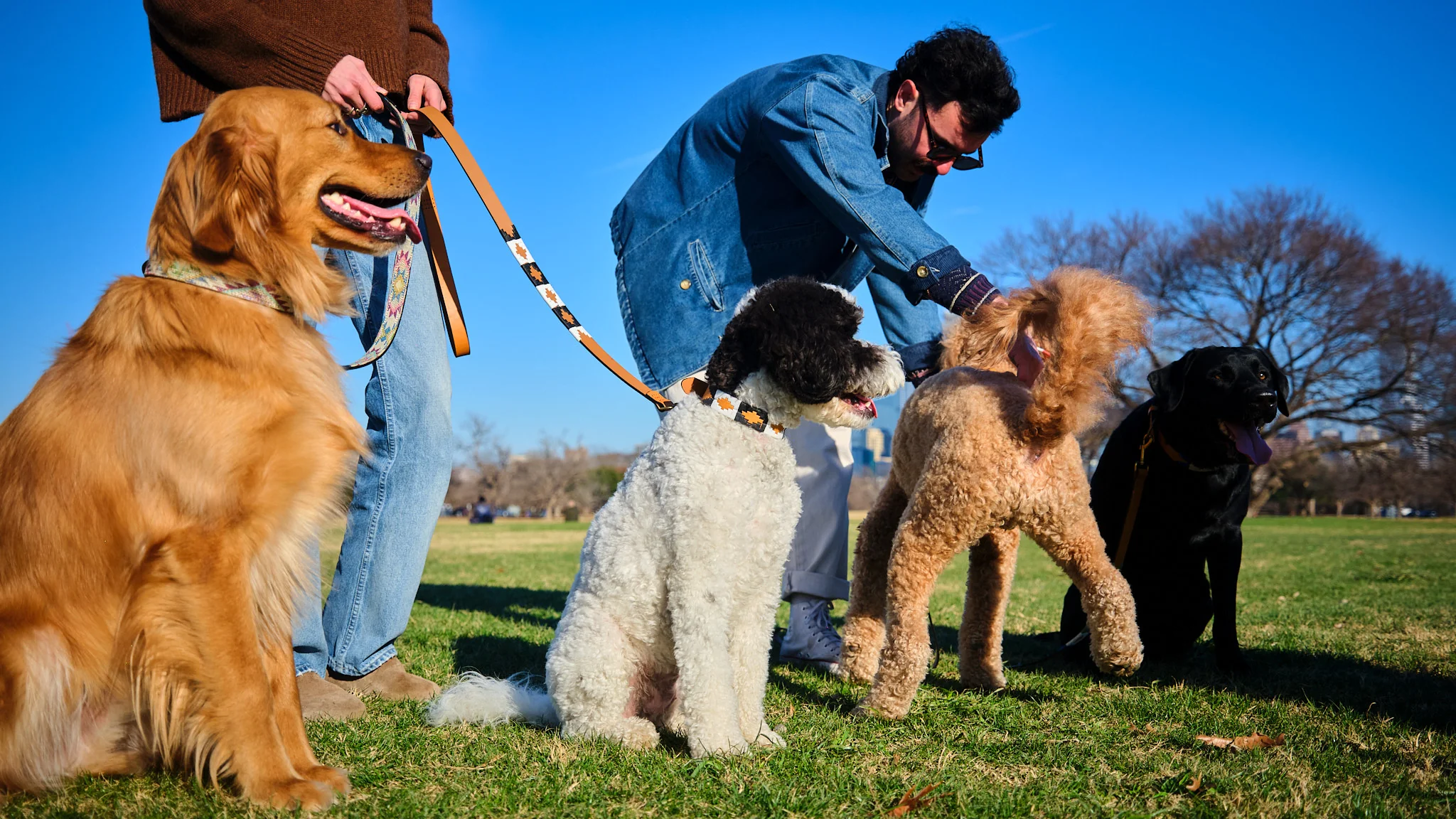 Drewski Dog Collar - Image 6