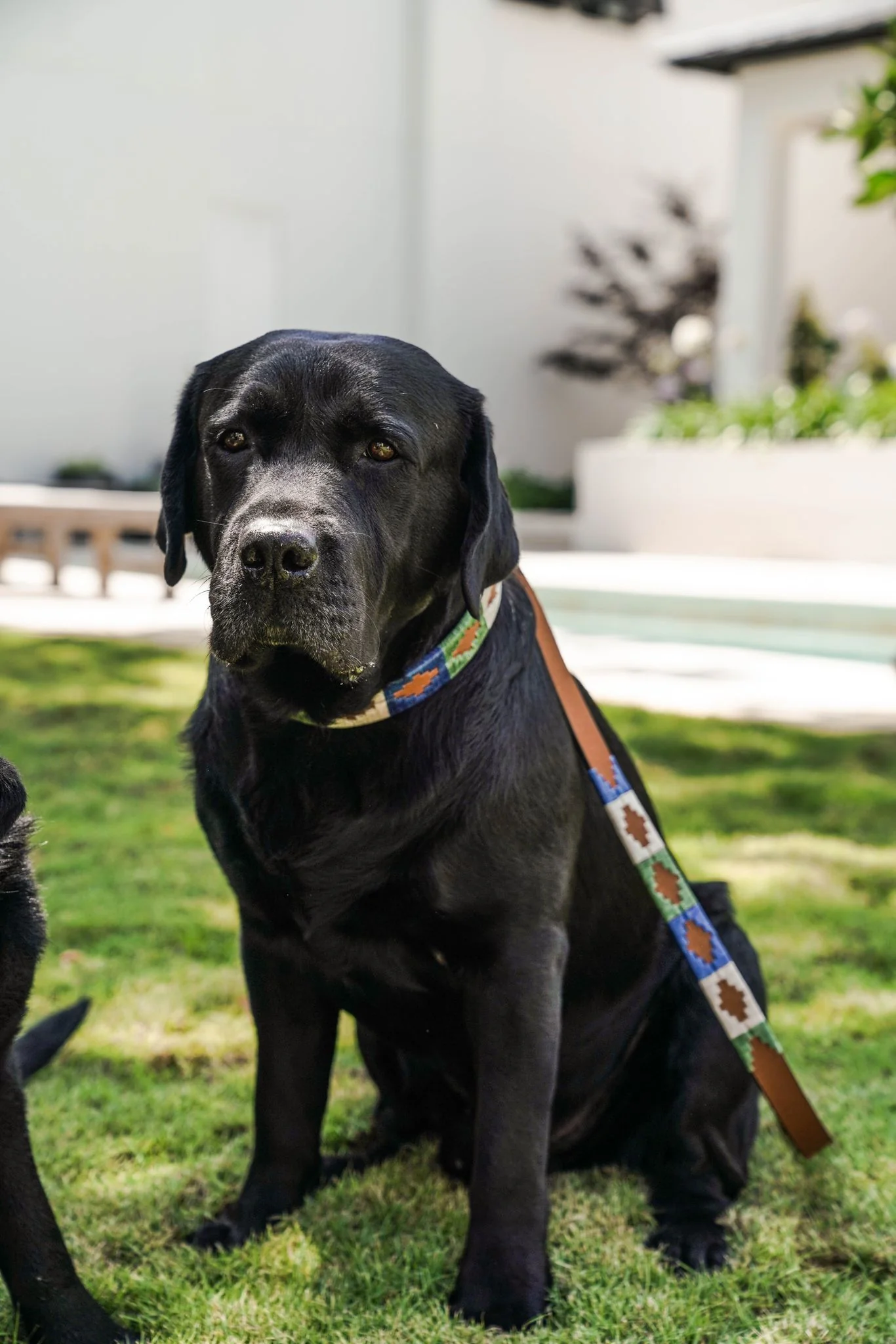 Huck & Harlowe Dog Leash - Image 3