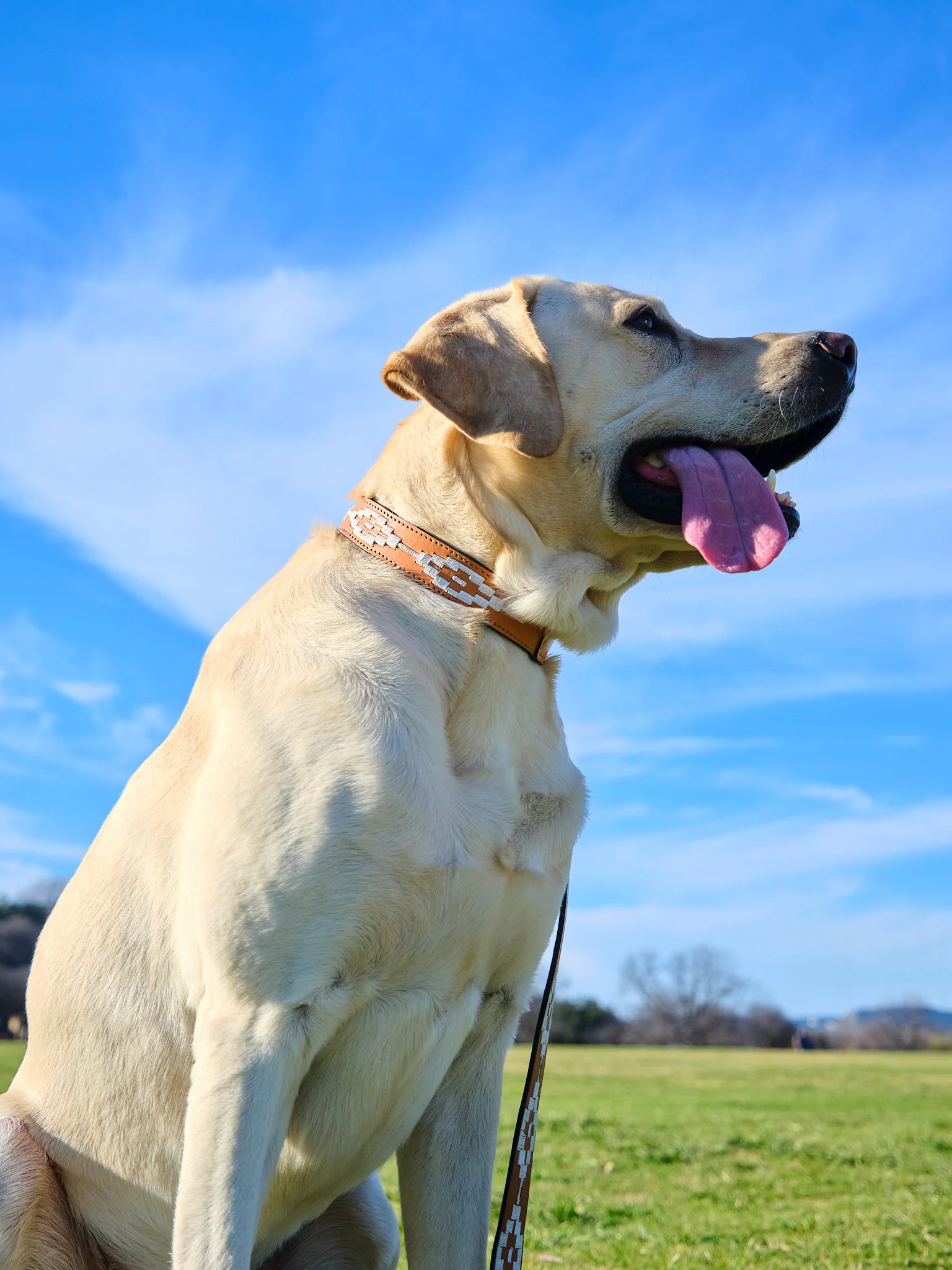 Rambler Dog Collar - Image 5