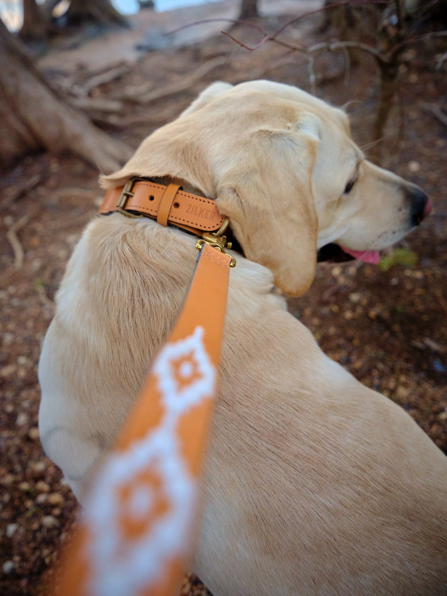 Rambler Dog Collar - Image 6
