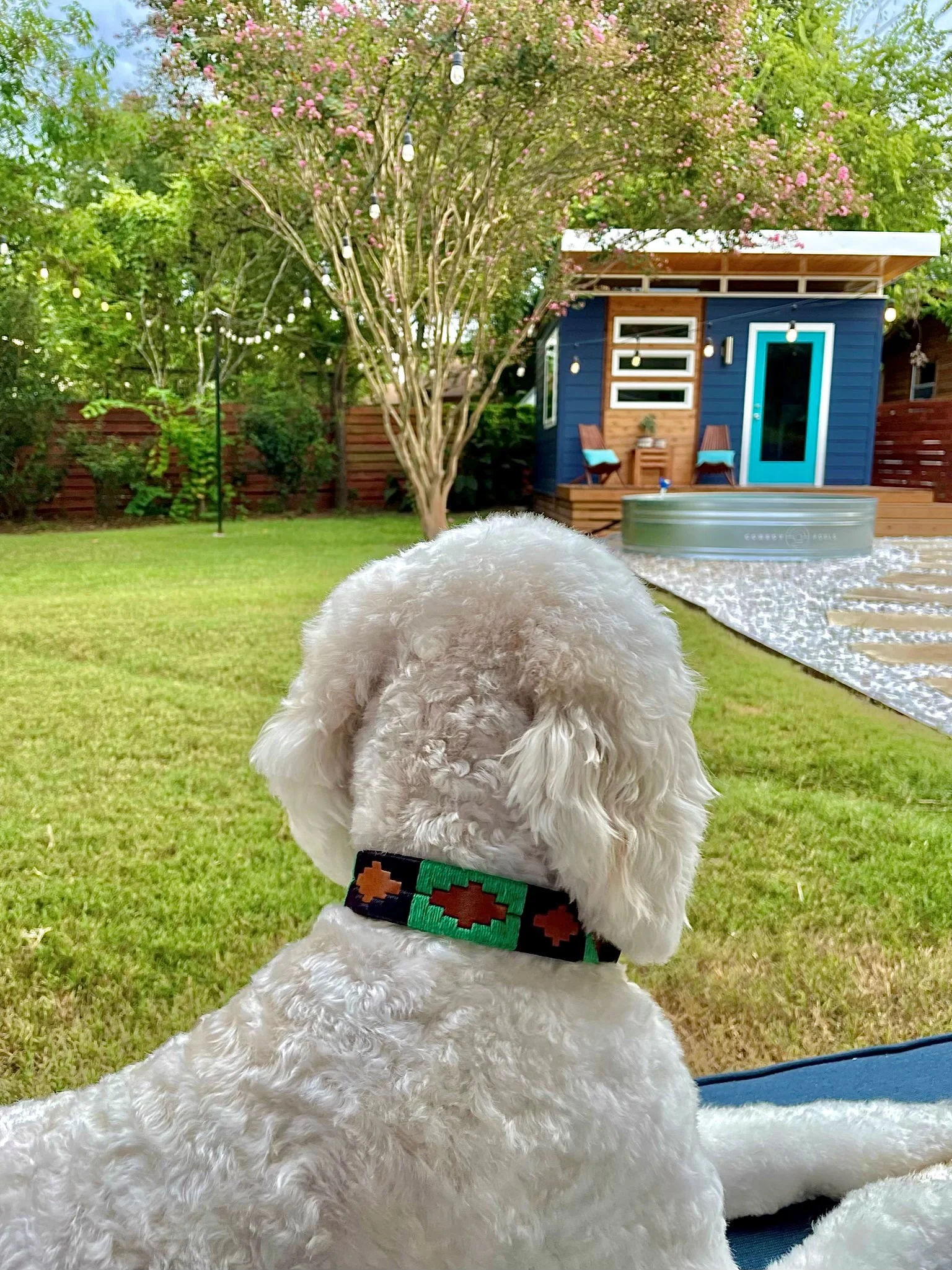 Verde Dog Collar - Image 5