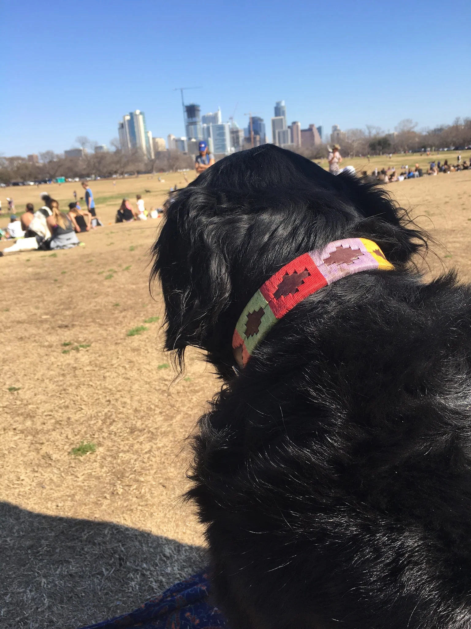 Waterloo Dog Collar - Image 6