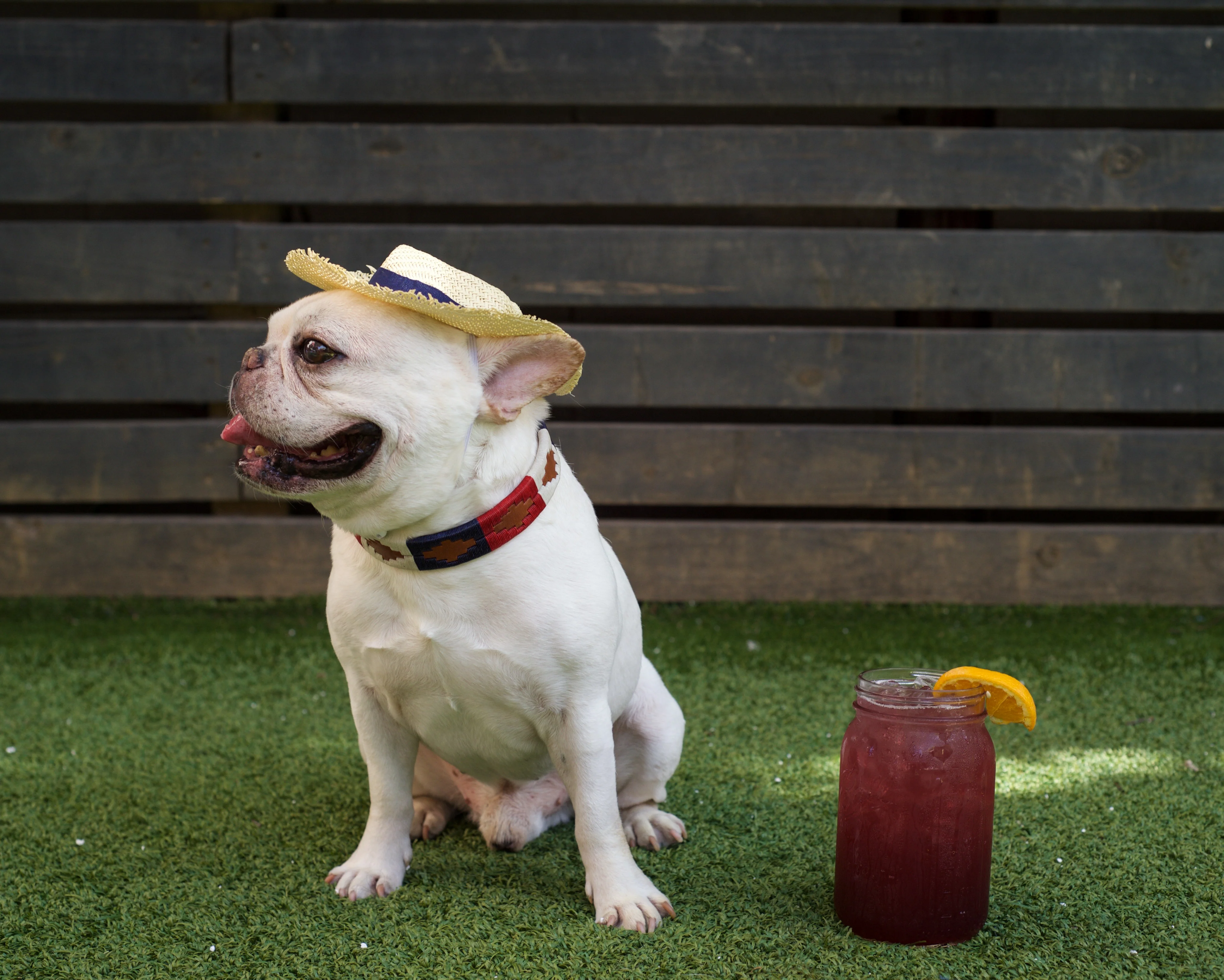 Willie Dog Collar - Image 3
