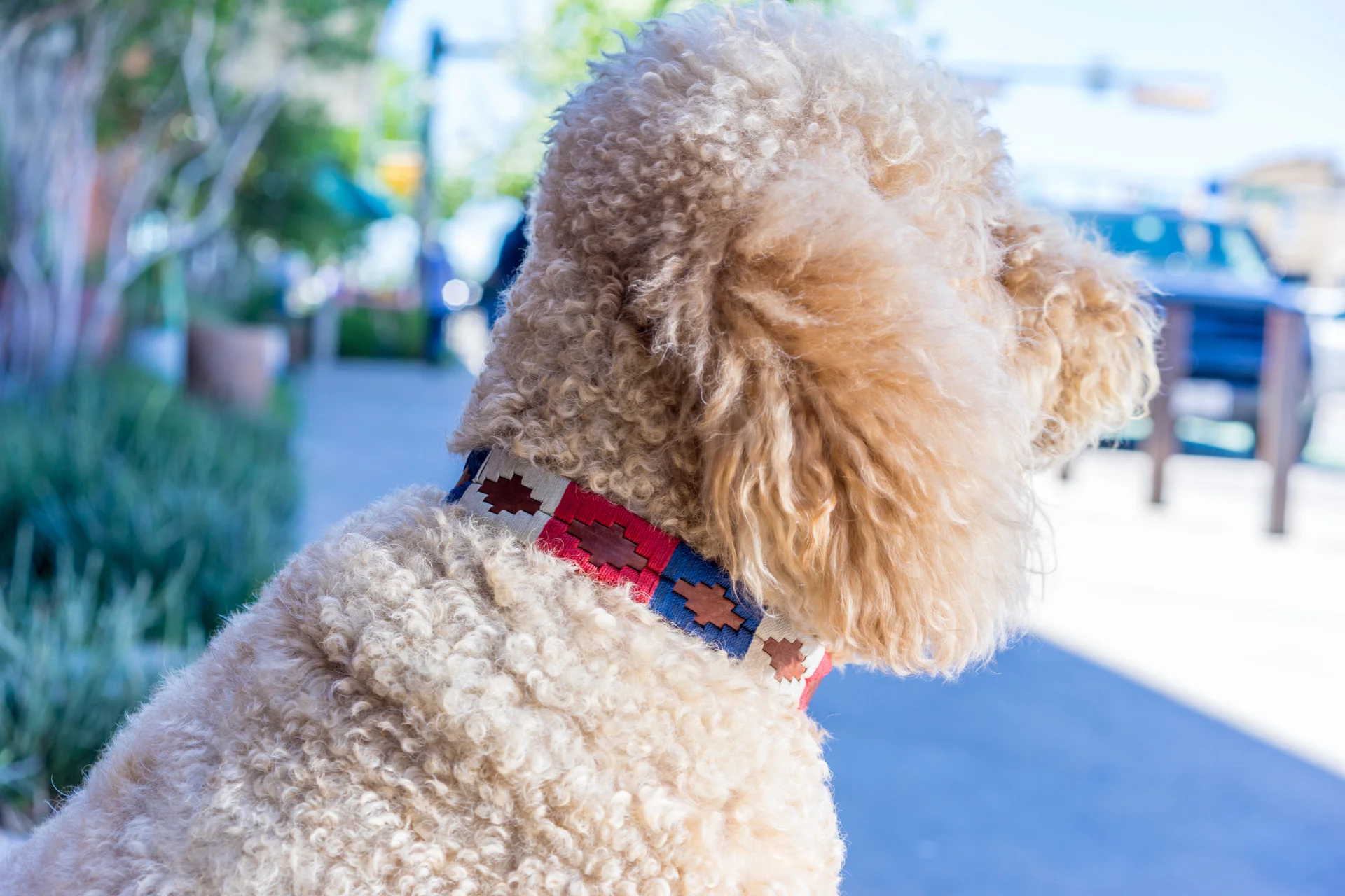 Willie Dog Collar - Image 4