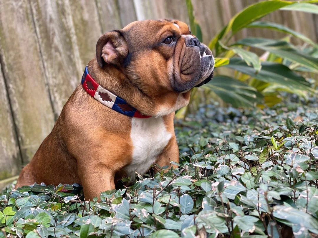 Willie Dog Collar - Image 5